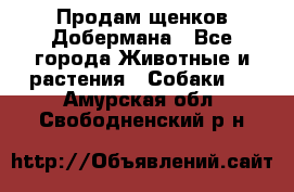 Продам щенков Добермана - Все города Животные и растения » Собаки   . Амурская обл.,Свободненский р-н